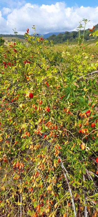 Разсад шипка сорт Пловдив 1