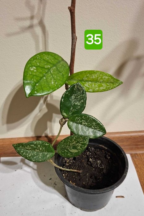 hoya carnosa, lacrima maicii domnului