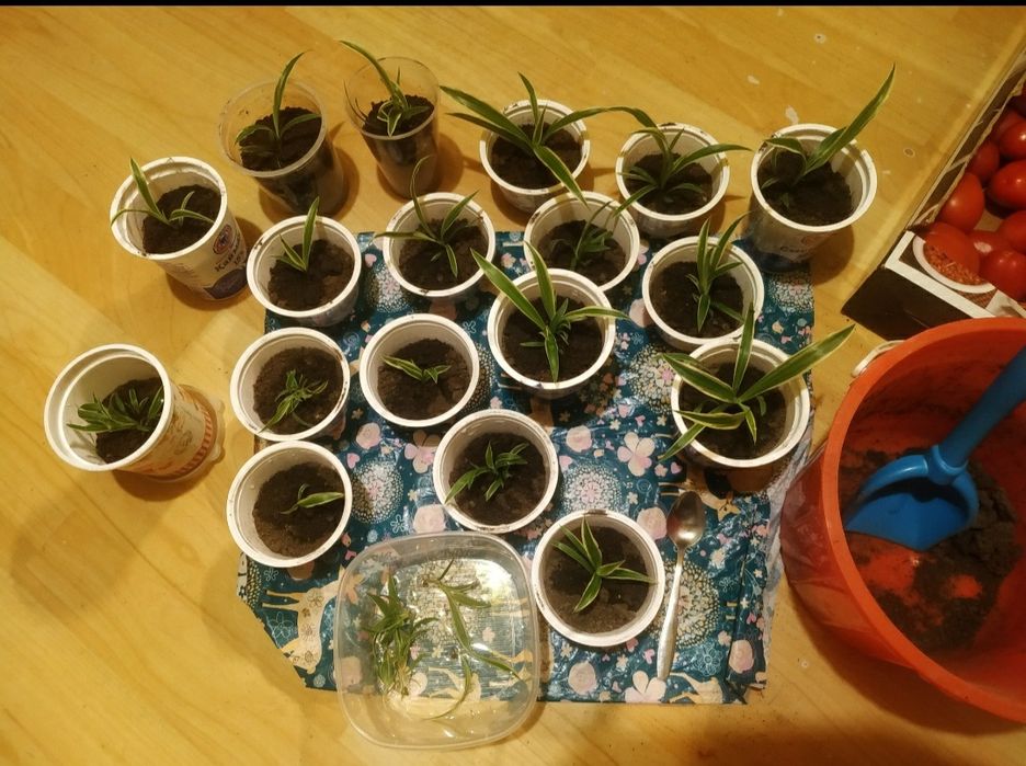 Хлорофитум растение