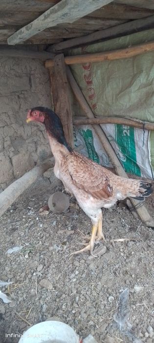 Дакан хороз товук 300 мингдан