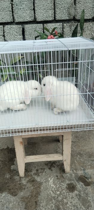 Karlik bolalar sotiladi  qapas  bilan