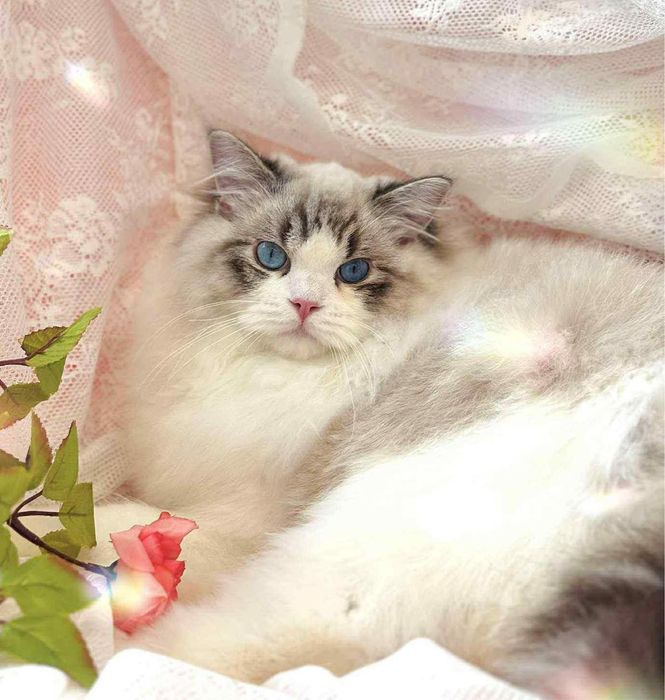 Регдоллы самые лучшые