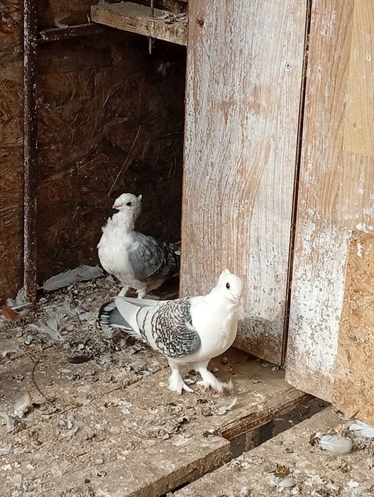 Vând porumbei de ornament