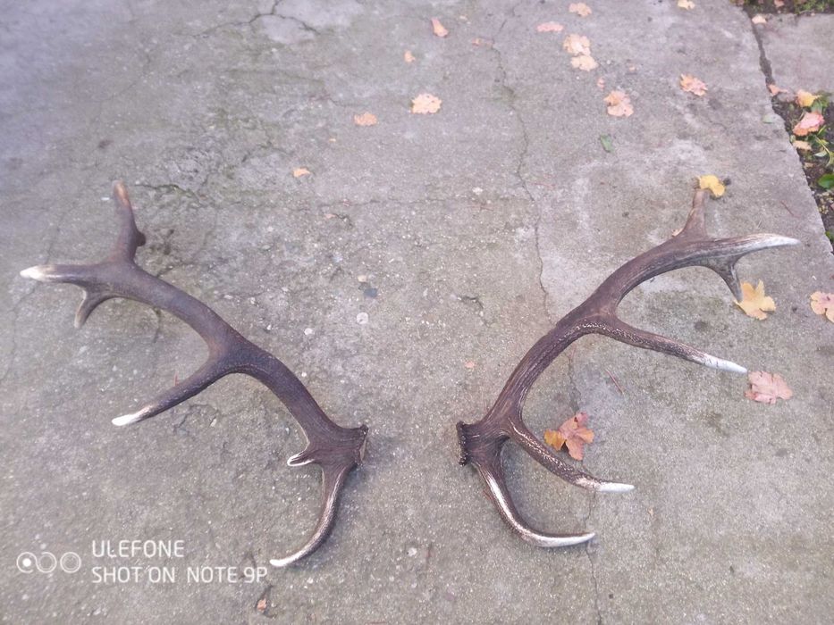 Еленови рога чифт от Средна гора