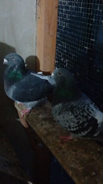 Voiajori standard de frumusețe