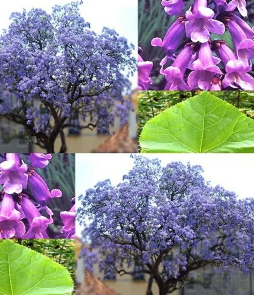 Paulownia Tomentosa (Arborele Printesei )