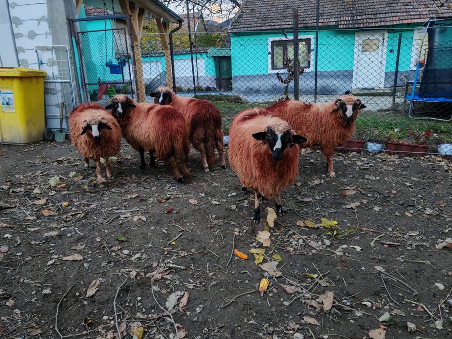 Miei de vanzare frumosii