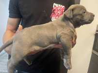 femela amstaff blue