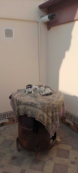 Мушуклар. Котята 4-мес.