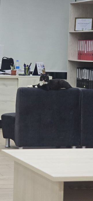 Котенок мальчик очень ласковый