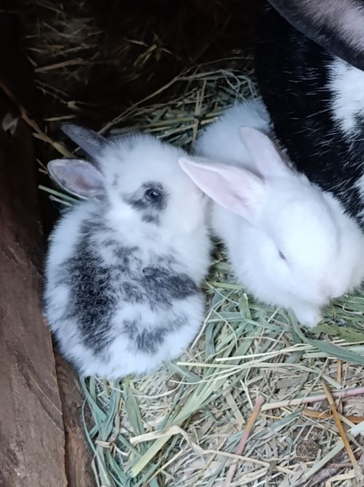 Quyon bolalari sotiladi 1 oylik