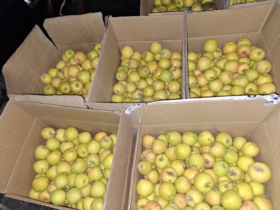 Яблоко яблока алма