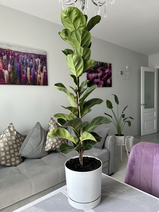 Лира Бамбино, пересажен и адаптирован