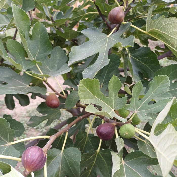 Vand dulceata de smochine