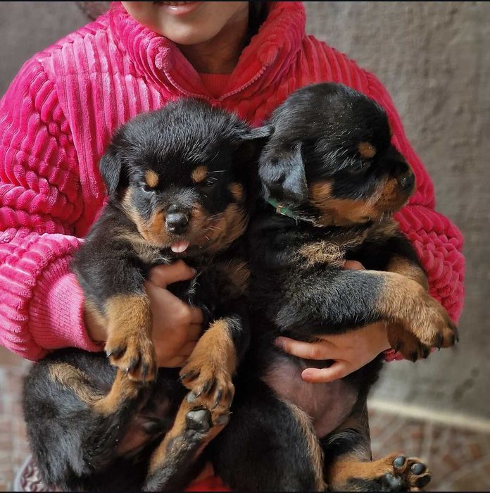 Ротвайлери с родословие