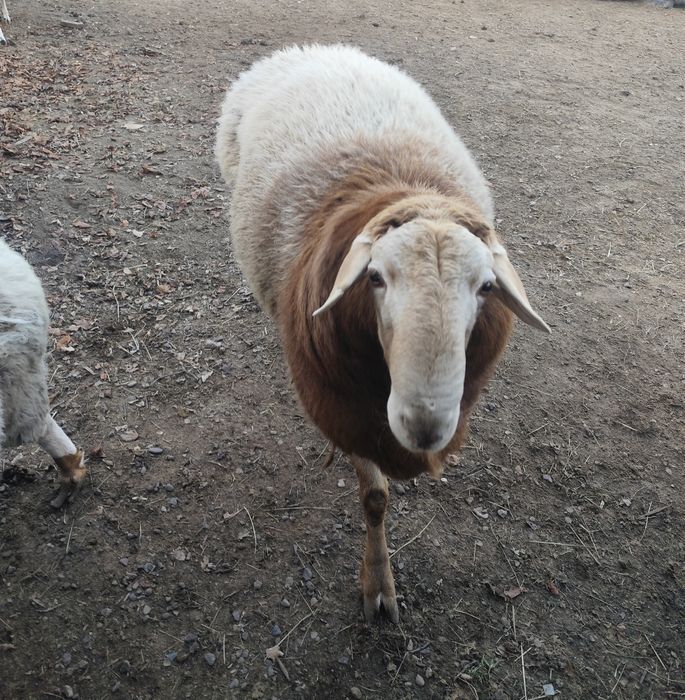 Кошкар, продам кошкара