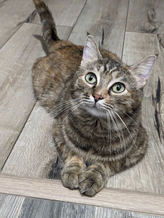 Ищет дом красивая милая киса