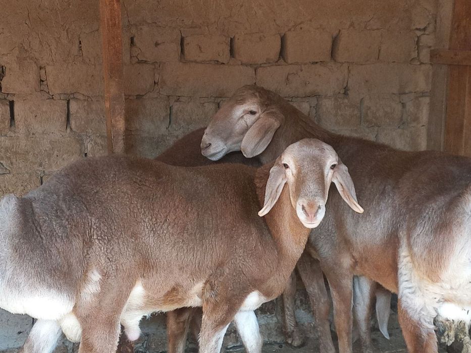 Кой тозза арашан