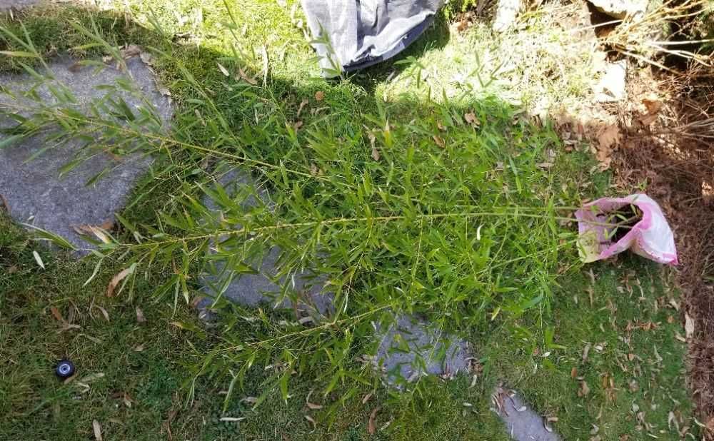 Бамбук студоустойчив