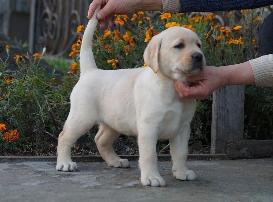 Чистокръвни лабрадор ретривър мъжки и женски