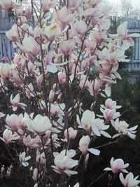 Magnolia soulagena