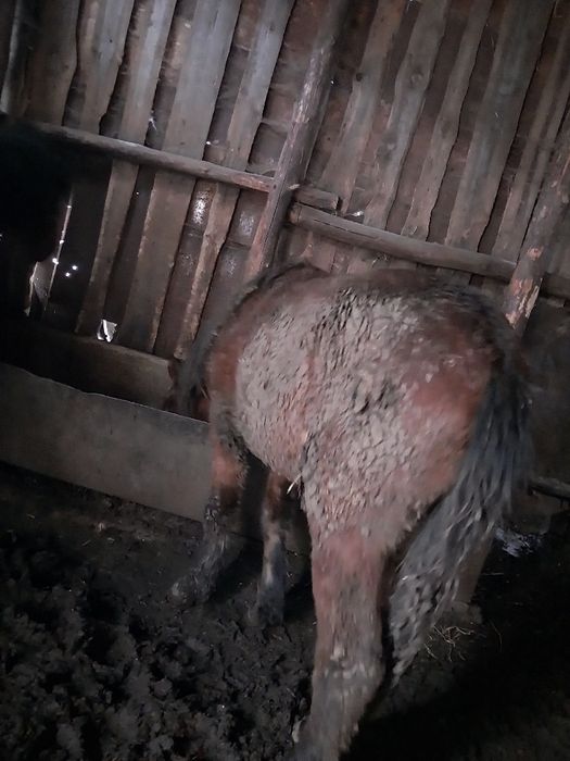 продают тай 2голов на откорме