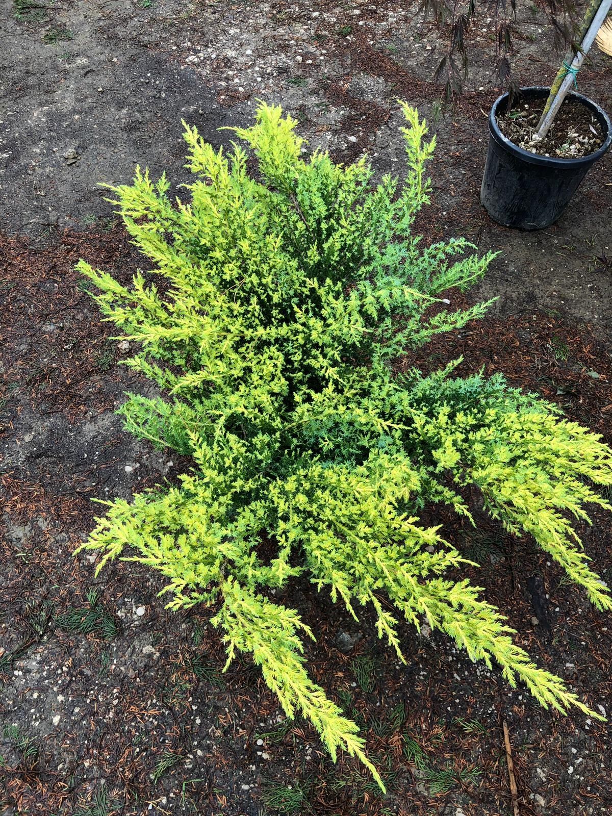 Ienupar tarator, tuia globosa, thuja smaragd,  columnaris, cedru, pin