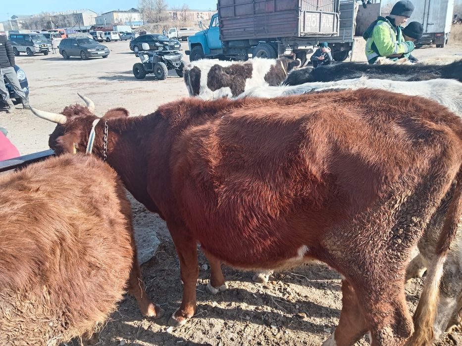 Продам  3 сиыр 2 бызау 1 тайынша