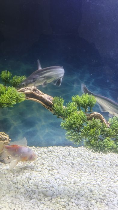 Продаются аквариумные рыбки