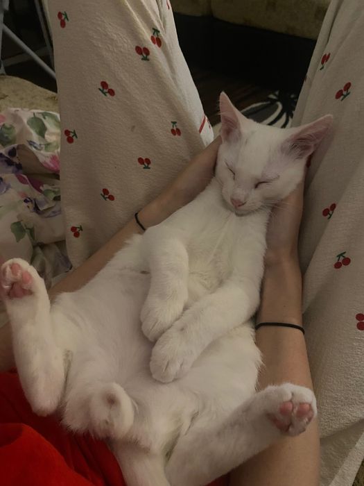 Ofer spre adoptie motanel full white