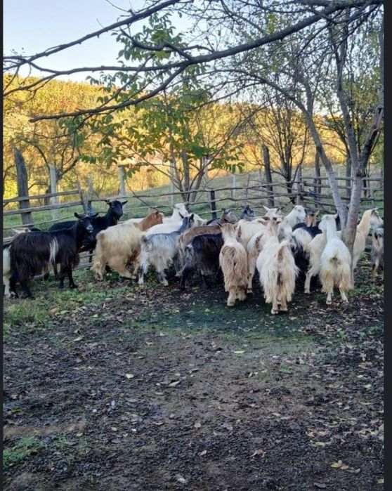 Vând 20 de capre și 2 țapi