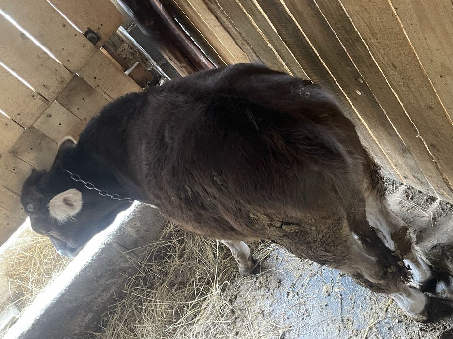 Tauras de vanzare bruna de maramures