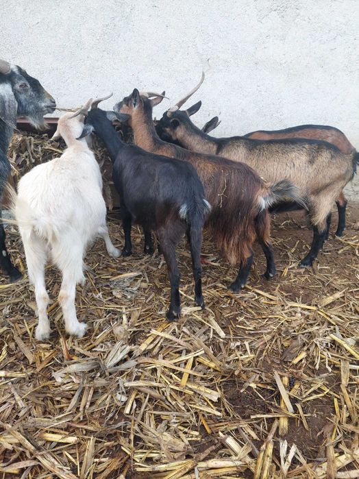 20 de capre metis anglonubian