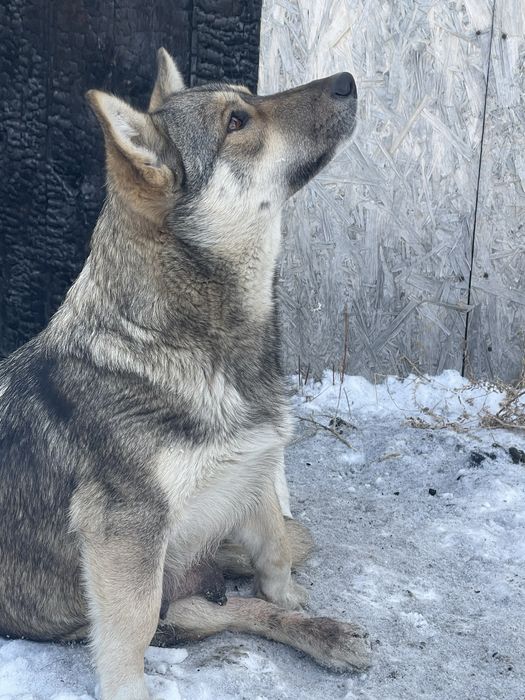 Добрая девочка ищет дом