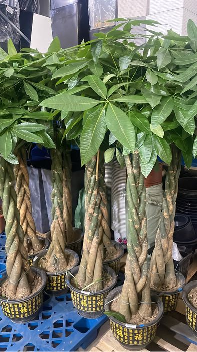 Пахира заплетенные и большие