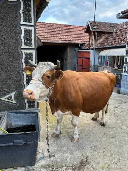 Vand vaca gestanta in luna 9 NEGOCIABIL