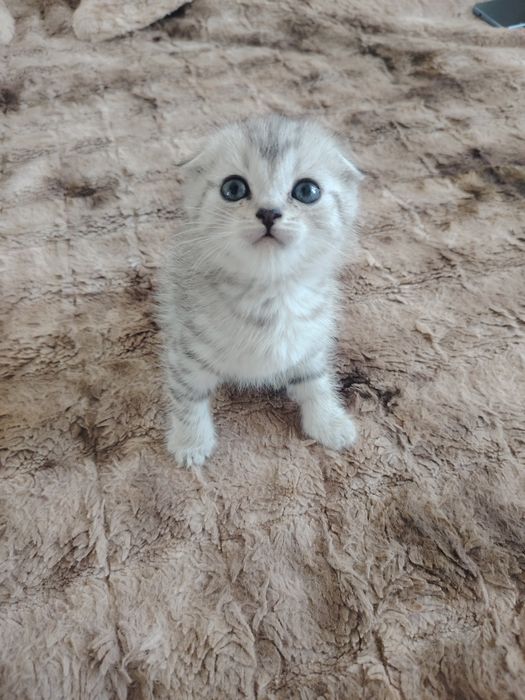 Продаю котят . Вислоушки. Котята игривые