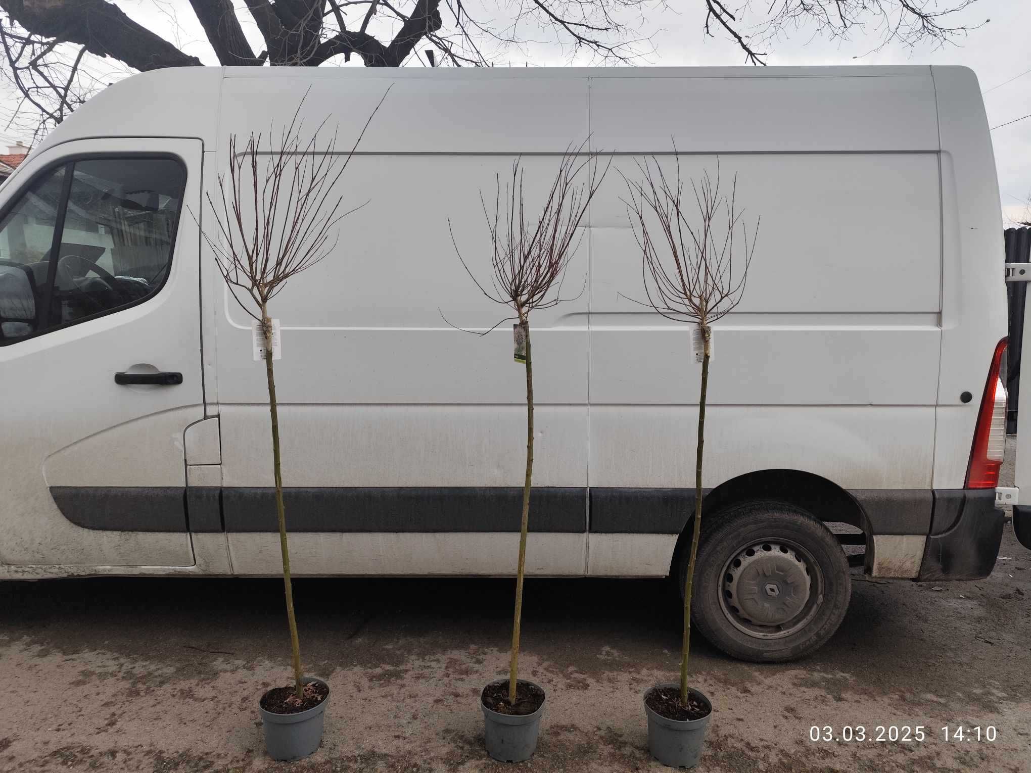 Японска върба Salix Hakuro Nishiki - Фламинго