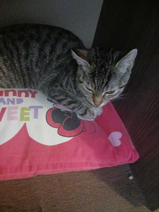 Подарявам женско коте на около годинка