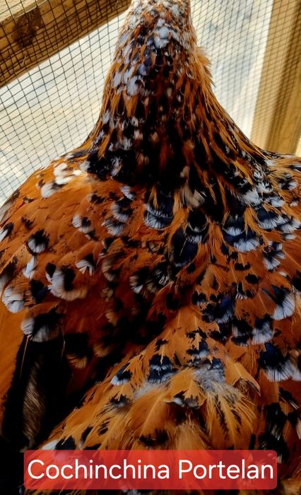 Pui Brahma, Cochinchina  Sussex