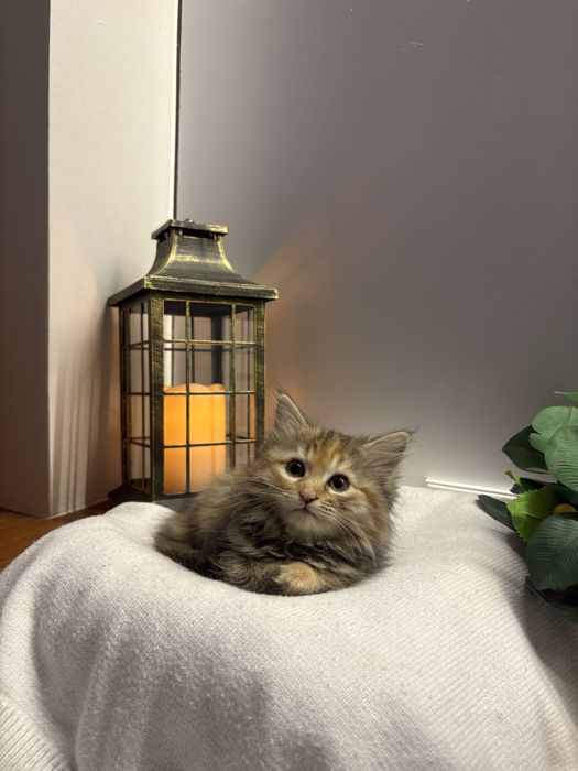 Отдаем котят в хорошие и добрые руки