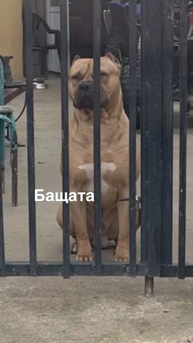 Кученца-Питбулчета