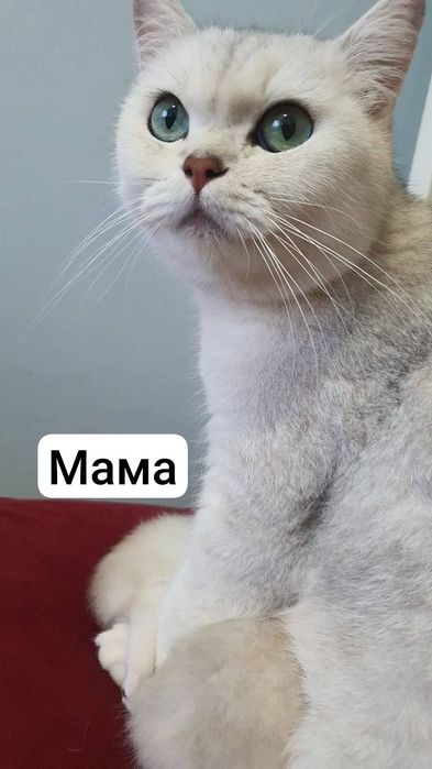 Serebristiy shinshila britan sotiladi