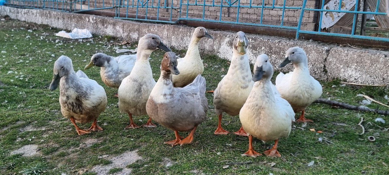 Ўрдак  тухумлари сотилади