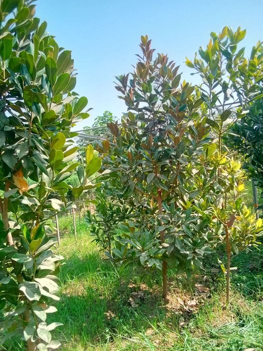 Manzarali ko‘chatlar — Samarqand Agro Dizayn firmasidan!