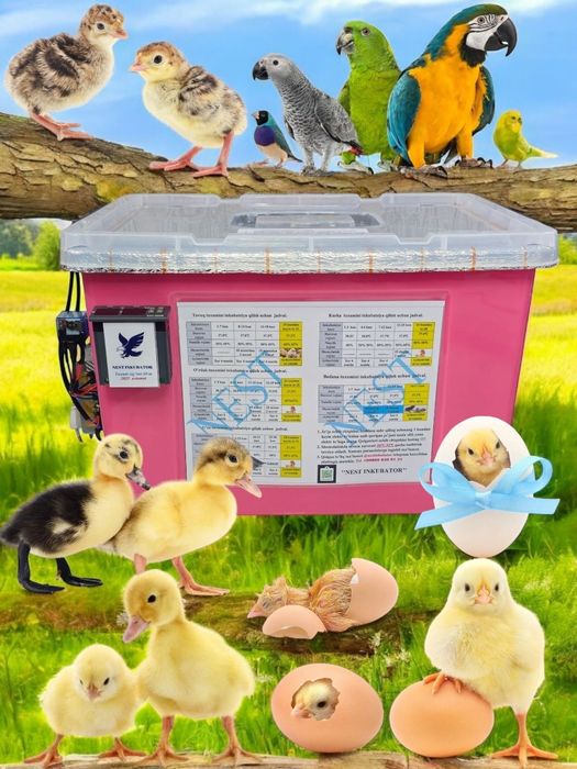 Inkubator kredit 55 mingdan oyiga