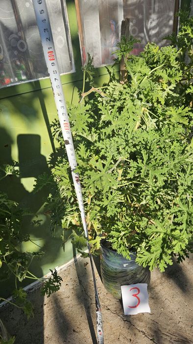 Индрише в саксия