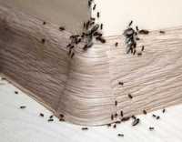 Средства от тараканов клопов муравьев и др насекомых дома и на улице
