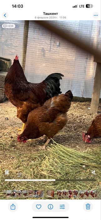 Тухум Tuxum дамашни тухум истемолга сотилади