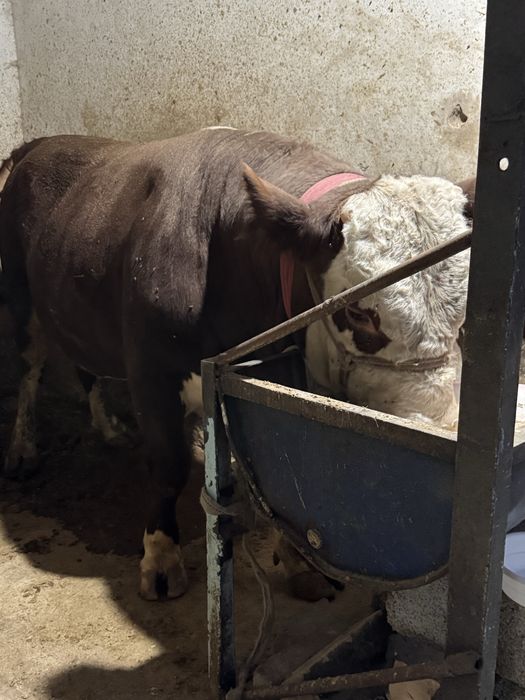 Buqa sotiladi 29 millon kami bor